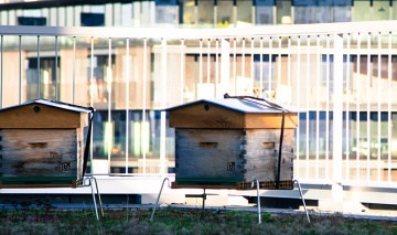 Hives & Homes